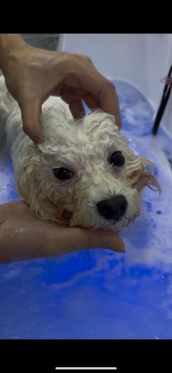 Bichon being gently bathed in the grooming spa