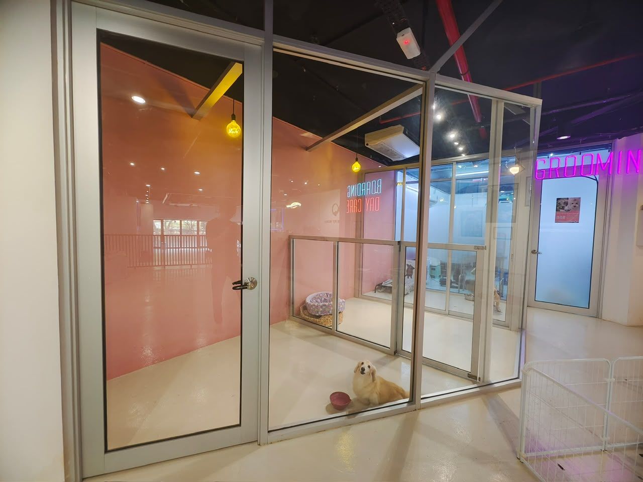 Glass-fronted boarding and daycare rooms with a golden retriever resting inside