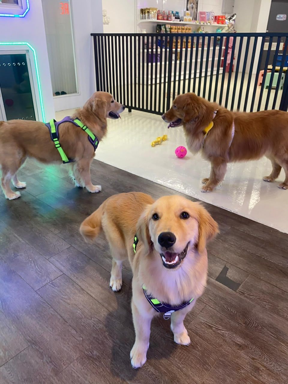 Three golden retrievers playing with toys in the daycare room