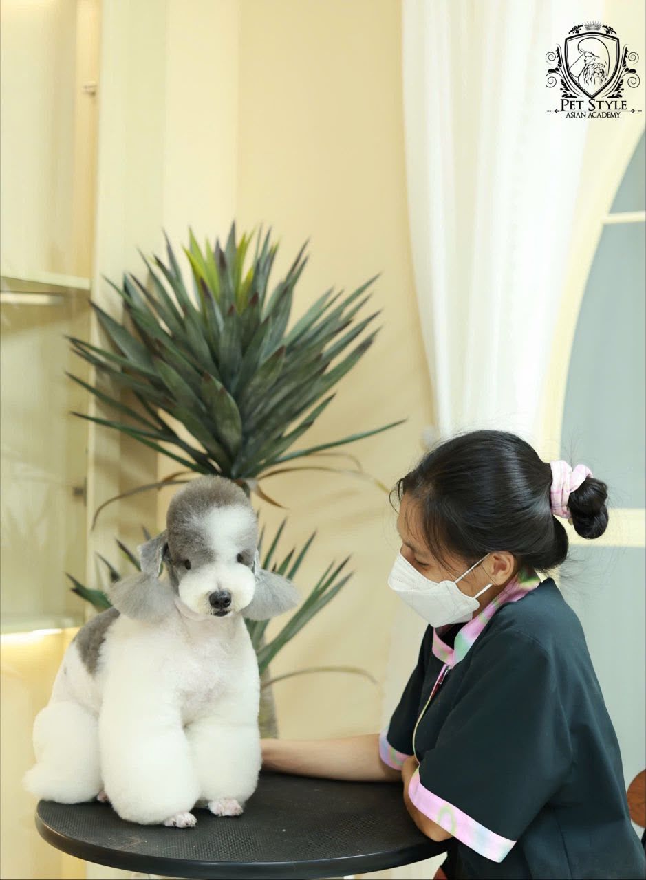 Groomer styling a grey and white poodle on the grooming table