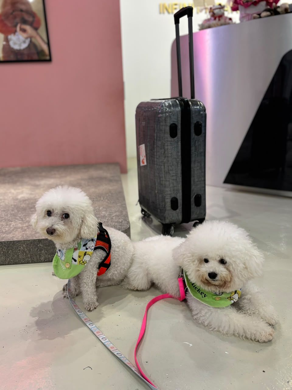 Two bichons waiting in the reception area with their travel case